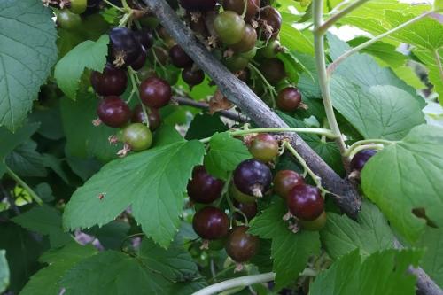 Можно ли сажать сливу рядом с грушей. Что можно сажать рядом с грушей, соседство на участке