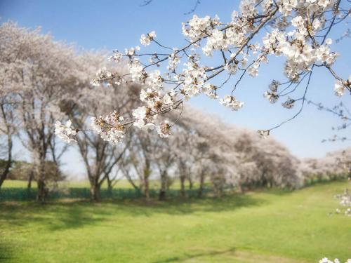 Груша соседство с другими деревьями и кустами. Особенности совместимости 01