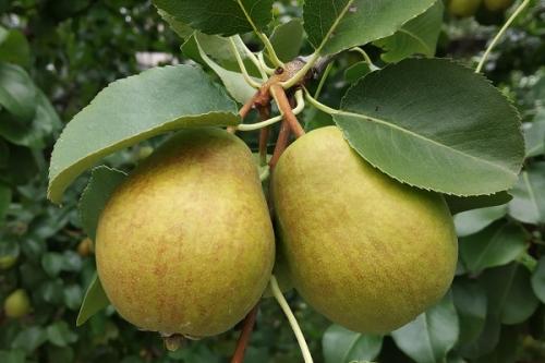 Можно ли сажать сливу рядом с грушей. Что можно сажать рядом с грушей, соседство на участке