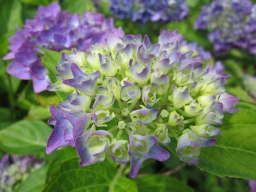 Чем подкислить почву для гортензии. Как и чем подкислить почву