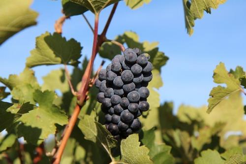 Можно ли сажать сливу рядом с грушей. Что можно сажать рядом с грушей, соседство на участке