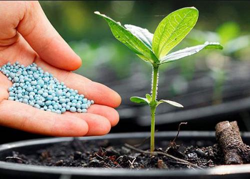 Как подкислить почву на дачном участке. 4 действенных способа подкислить почву в огороде, и зачем вообще это делать 07