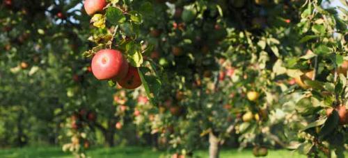 Совместимость сливы с другими деревьями. Совместимость садовых деревьев друг с другом и другими культурами