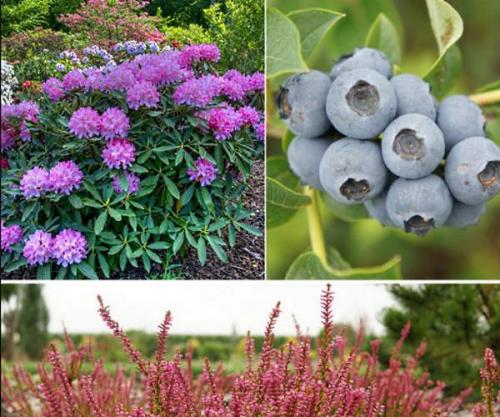 Как подкислить почву на дачном участке. 4 действенных способа подкислить почву в огороде, и зачем вообще это делать 05