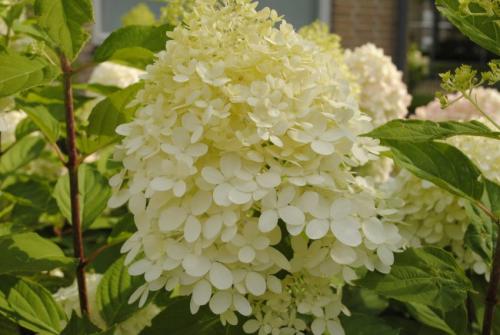 Как закислить почву для гортензии. Как сделать более кислую почву для гортензии