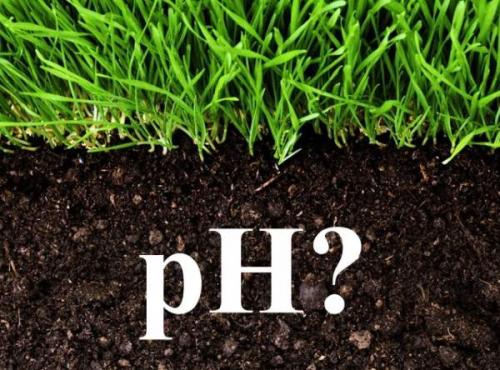 Как закислить почву на участке. 7 простых средств для закисления почвы 03