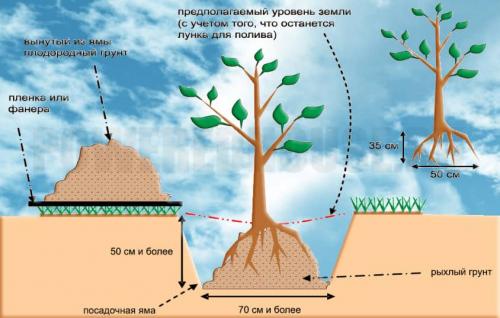 Как сажать деревья на участке. Как посадить дерево правильно