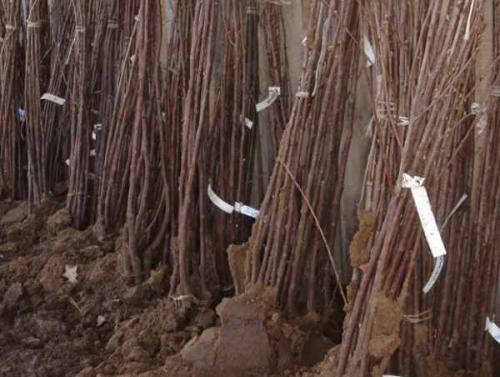 Можно ли сажать деревья в дождь. При какой температуре можно сажать саженцы осенью