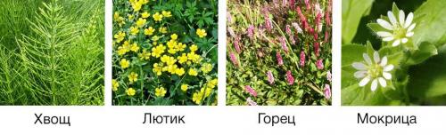 Как сбалансировать кислотность почвы. Определяем кислотность почвы 02