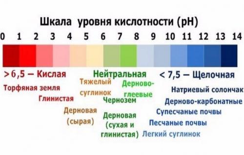 Как закислить почву для голубики. Как закислить почву серной кислотой 04 Как закислить почву для голубики. Как закислить почву серной кислотой 04