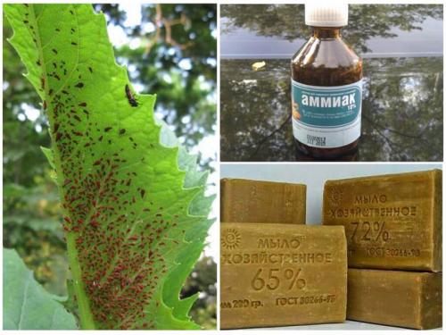 Биопрепараты от тли. Народные средства от тли