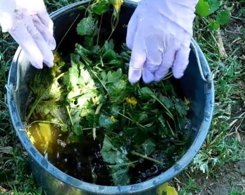 Биопрепараты от тли. Народные средства от тли