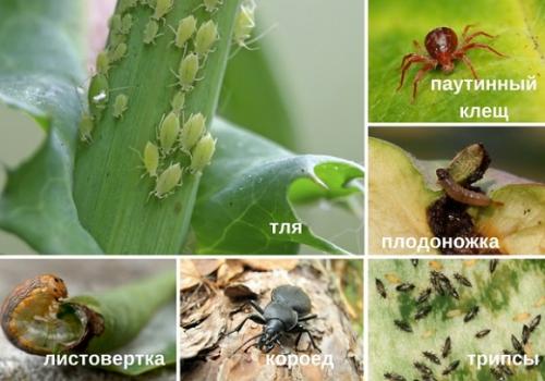 Биопрепараты от вредителей. Группы биопрепаратов от вредителей и болезней растений