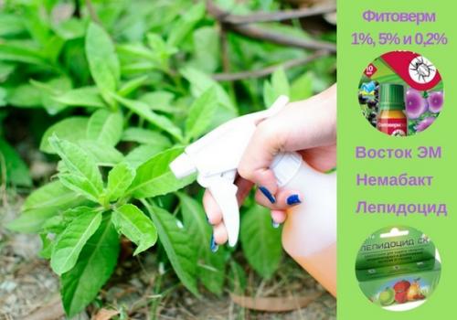 Биопрепараты от вредителей. Группы биопрепаратов от вредителей и болезней растений
