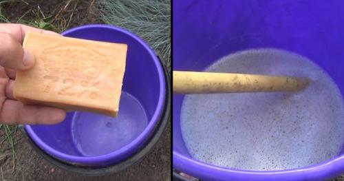 Биопрепараты от тли. Народные средства от тли