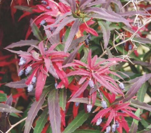 Деревья, которые краснеют осенью. Какие деревья осенью краснеют: фото – красоту не утаишь