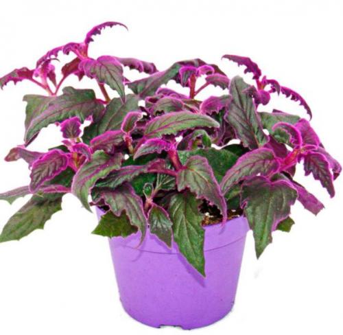 Бордовые листья. Гинура