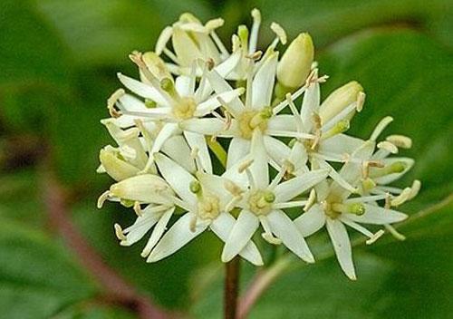 Кустарник с красными ветвями. Дерен красный: общая характеристика