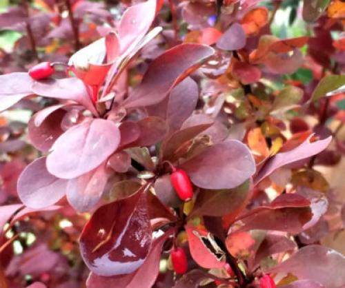 Деревья, которые краснеют осенью. Какие деревья осенью краснеют: фото – красоту не утаишь