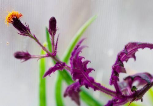 Бордовые листья. Гинура