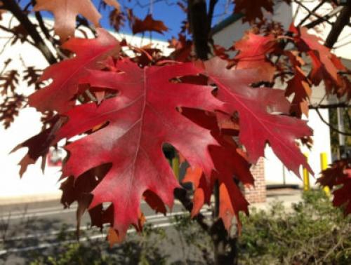 Деревья, которые краснеют осенью. Какие деревья осенью краснеют: фото – красоту не утаишь