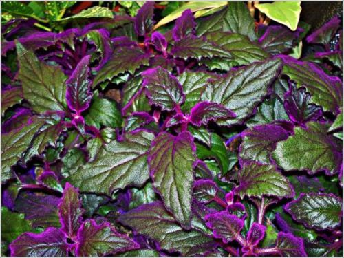 Бордовые листья. Гинура