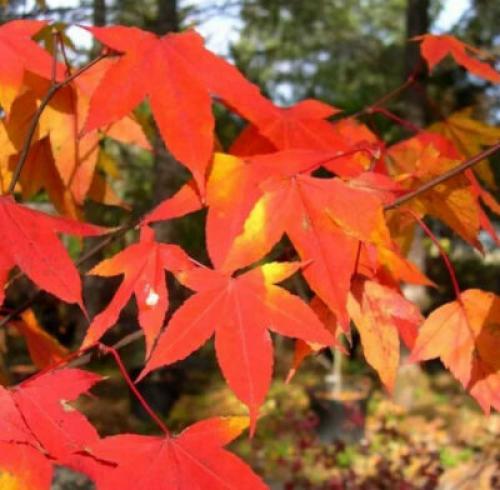 Деревья, которые краснеют осенью. Какие деревья осенью краснеют: фото – красоту не утаишь