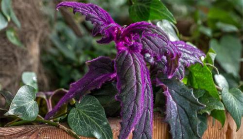 Бордовые листья. Гинура