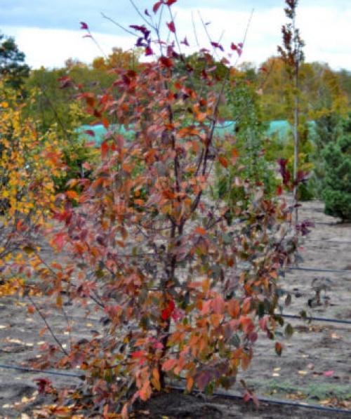 Деревья, которые краснеют осенью. Какие деревья осенью краснеют: фото – красоту не утаишь