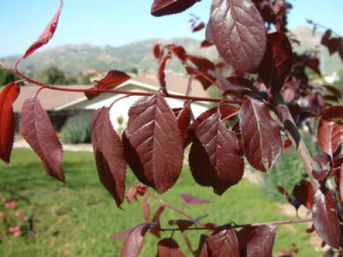 Деревья, которые краснеют осенью. Какие деревья осенью краснеют: фото – красоту не утаишь