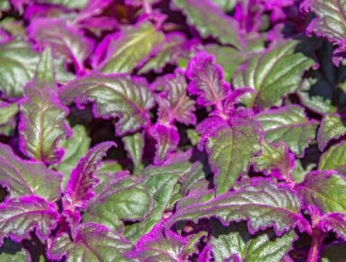 Бордовые листья. Гинура