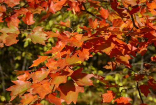 Деревья, которые краснеют осенью. Какие деревья осенью краснеют: фото – красоту не утаишь
