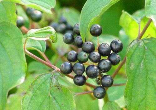 Кустарник с красными ветвями. Дерен красный: общая характеристика