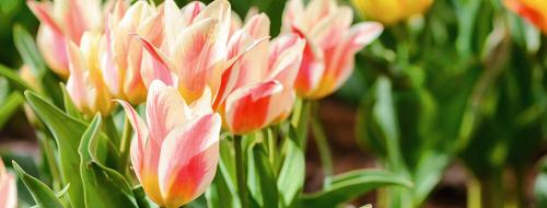 Какие многолетники посадить осенью на даче. Какие многолетники посадить на даче осенью луковицами? 01 Какие многолетники посадить осенью на даче. Какие многолетники посадить на даче осенью луковицами? 01