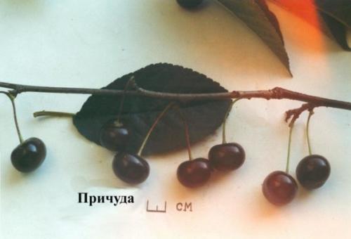 Вишни устойчивые к коккомикозу и монилиозу. Зимостойкие, устойчивые и урожайные сорта самоплодной вишни