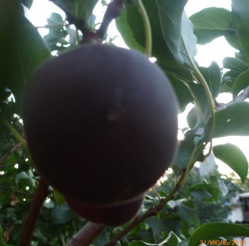 Вишни устойчивые к коккомикозу и монилиозу. Зимостойкие, устойчивые и урожайные сорта самоплодной вишни 09 Вишни устойчивые к коккомикозу и монилиозу. Зимостойкие, устойчивые и урожайные сорта самоплодной вишни 09