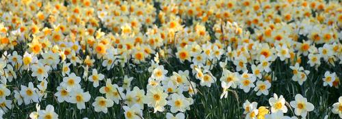 Какие многолетники посадить осенью на даче. Какие многолетники посадить на даче осенью луковицами? 03 Какие многолетники посадить осенью на даче. Какие многолетники посадить на даче осенью луковицами? 03