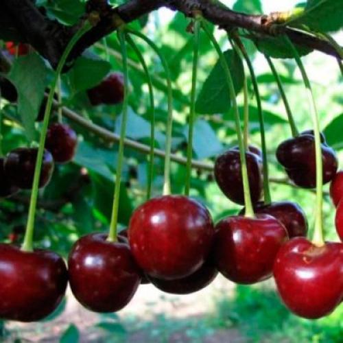 Вишни устойчивые к коккомикозу и монилиозу. Зимостойкие, устойчивые и урожайные сорта самоплодной вишни