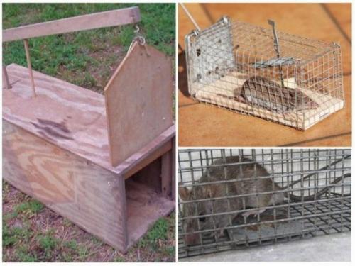 Народные средства от крыс и мышей. 5 способов, как навсегда избавиться от крыс в сарае
