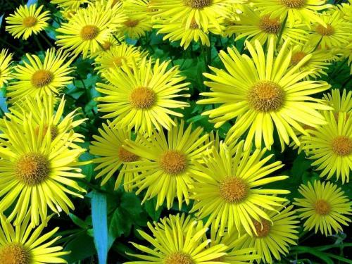 Подзимний посев цветов в емкости. Какие цветы можно посадить под зиму