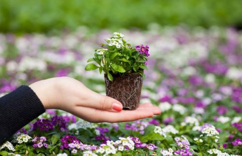 Какие цветы садим под зиму. Как посадить семена цветов под зиму