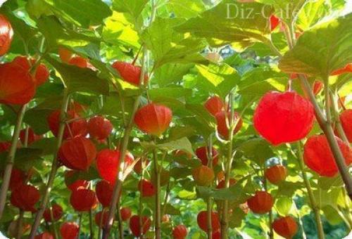 Какие цветы нужно сажать осенью под зиму. Посадка луковичных растений осенью 09