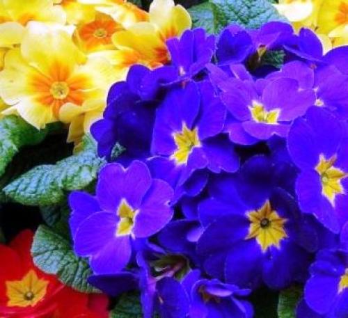 Какие цветы нужно сажать осенью под зиму. Посадка луковичных растений осенью 16