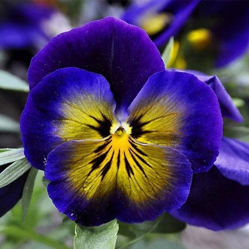 Многолетние цветы Когда сажать. I. Цветы, которые можно сажать в начале весны