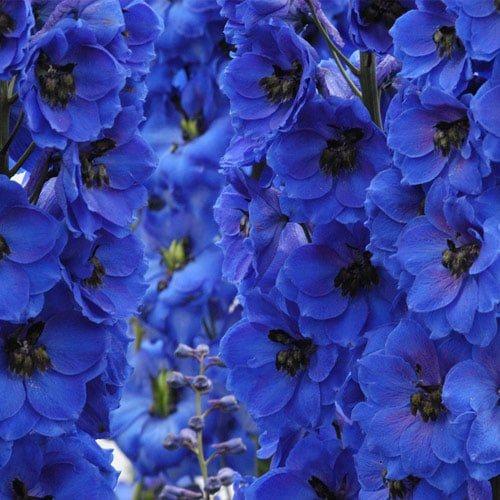 Многолетние цветы Когда сажать. I. Цветы, которые можно сажать в начале весны