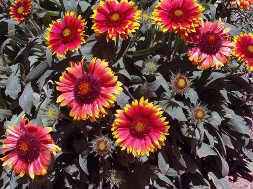 Какие цветы сажают осенью семенами. Какие многолетники посадить под зиму