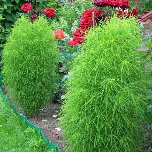 Многолетние цветы Когда сажать. I. Цветы, которые можно сажать в начале весны