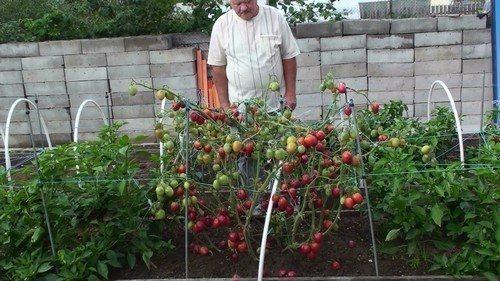 Какие растения можно чередовать с томатами. 6 растений, которые можно посадить с помидорами в теплице