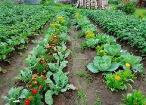 Как чередование растений влияет на борьбу с вредителями. На что влияет совместимость растений?