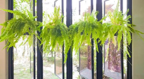 Какие комнатные растения осенью пересаживают. Что делают осенью с комнатными растениями все опытные цветоводы? 03 Какие комнатные растения осенью пересаживают. Что делают осенью с комнатными растениями все опытные цветоводы? 03